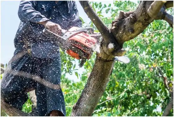 tree services Lakeshore Gardens-Hidden Acres